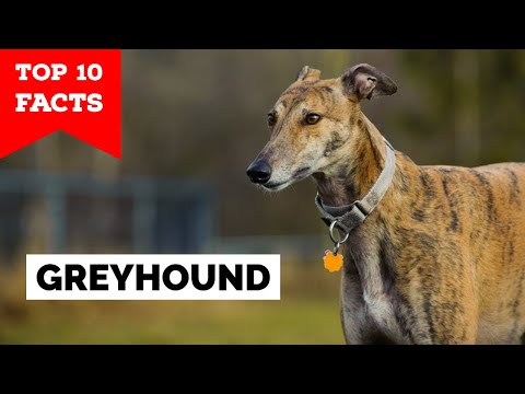 Greyhound - Top 10 Facts